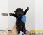Small German Shepherd Dog