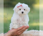Small Photo #18 Maltese Puppy For Sale in WARSAW, IN, USA