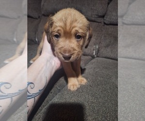 American Pit Bull Terrier-English Cream Golden Retriever Mix Puppy for sale in LAKEVIEW, AR, USA