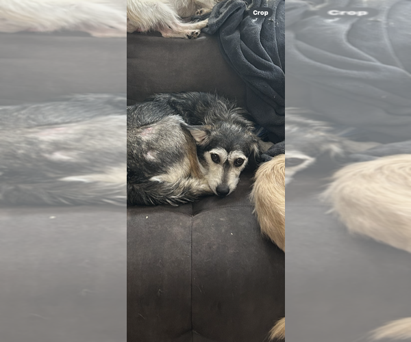 Medium Photo #2 Parson Russell Terrier-Unknown Mix Puppy For Sale in San Diego , CA, USA