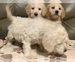 Small Photo #5 Goldendoodle Puppy For Sale in PARIS, TX, USA