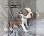 Small #2 Boston Terrier