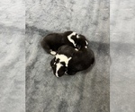 Small Photo #6 Pembroke Welsh Corgi Puppy For Sale in MOVILLE, IA, USA