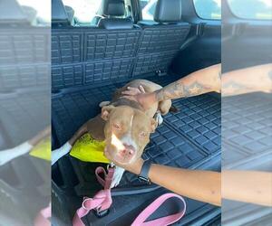 American Pit Bull Terrier Dogs for adoption in Stockton, CA, USA