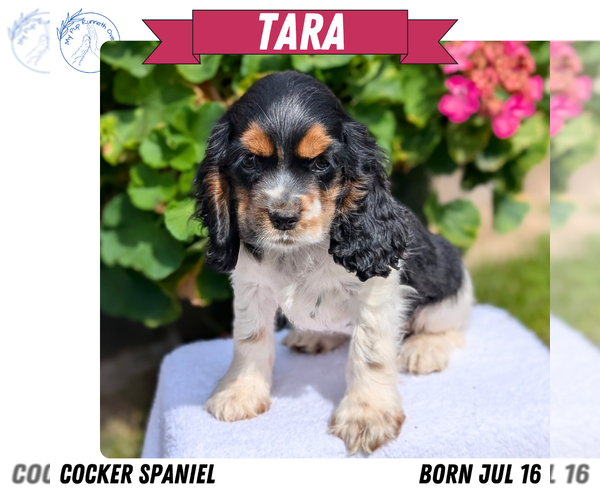 Medium Photo #10 Cocker Spaniel Puppy For Sale in GOSHEN, IN, USA