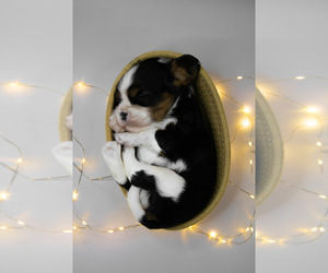 Cavalier King Charles Spaniel Puppy for sale in Belgrade, Central Serbia, Serbia