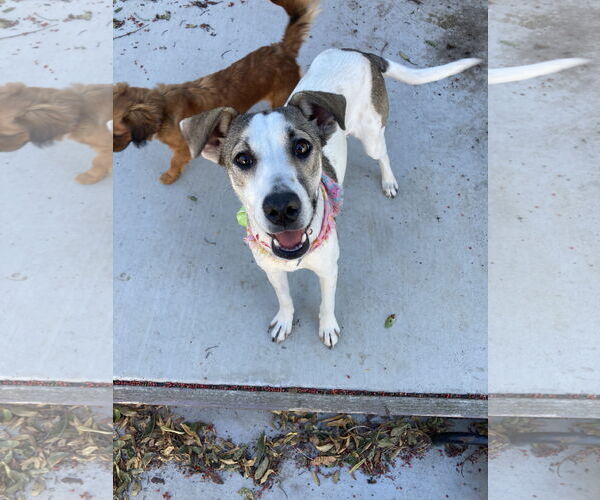 Medium Photo #3 Greyhound-Whippet Mix Puppy For Sale in San Diego, CA, USA