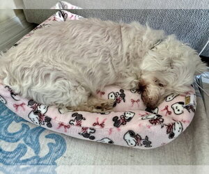 Snowee - Male Mutt Dog for Adoption - Photo #3