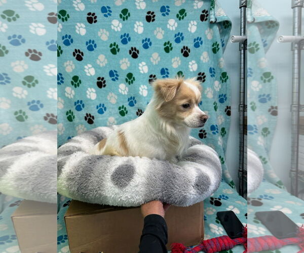 Medium Photo #2 Spaniel-Unknown Mix Puppy For Sale in Chico, CA, USA