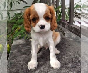 Cavalier King Charles Spaniel Puppy for sale in PARKESBURG, PA, USA