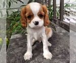 Small Cavalier King Charles Spaniel