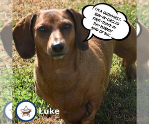 Luke in NC - Male Dachshund Dog for Adoption - Photo #5