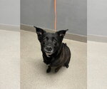 Small Labrador Retriever Mix