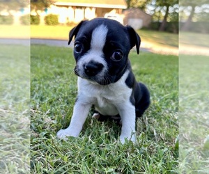 Boston Terrier Puppy for sale in GARFIELD, AR, USA