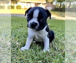 Image preview for Ad Listing. Nickname: Fiona