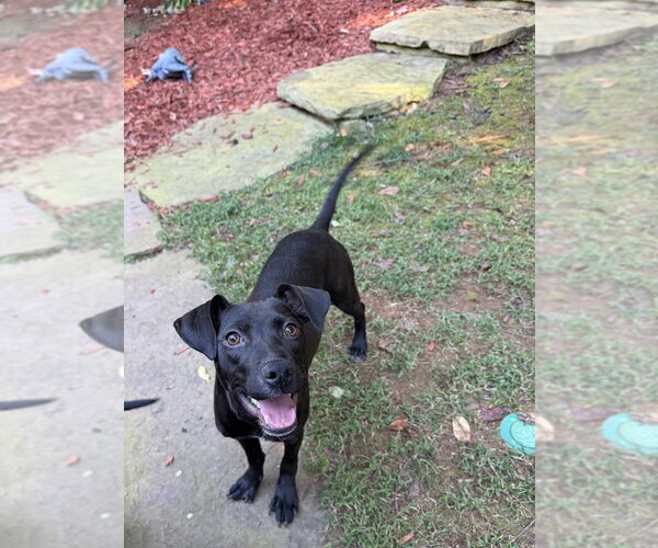 Medium Photo #2 Labrador Retriever-Unknown Mix Puppy For Sale in Mooresville, NC, USA