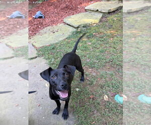 Rosie - Female Labrador Retriever-Unknown Mix Dog for Adoption - Photo #2