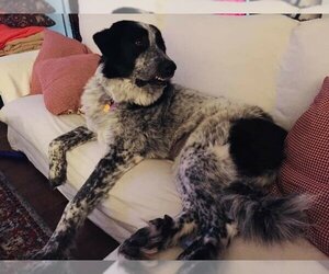 Edie - Female Great Pyrenees Dog for Adoption - Photo #2