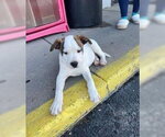 Small #4 American Staffordshire Terrier-Jack Russell Terrier Mix