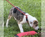 Small #1 Beagle