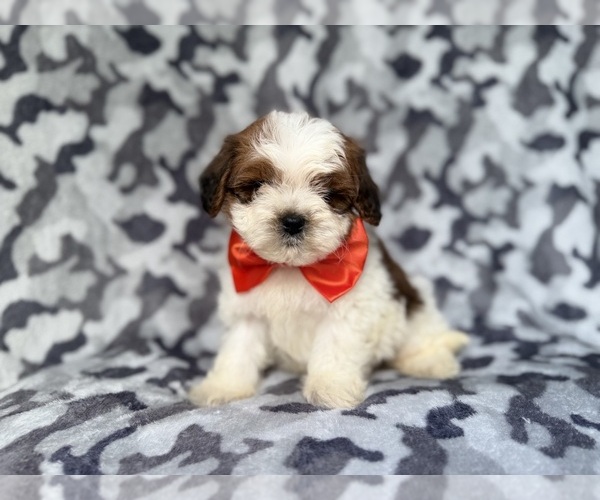 Medium Photo #6 ShihPoo Puppy For Sale in LAKELAND, FL, USA
