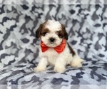 Small #5 ShihPoo