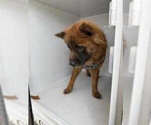 Akita-Unknown Mix Dogs for adoption in Houston, TX, USA