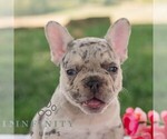 Small #5 French Bulldog