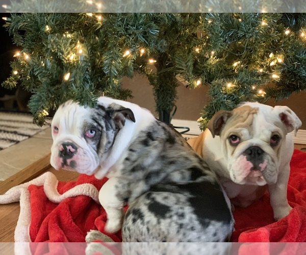 Medium Photo #9 English Bulldog Puppy For Sale in BLOOMFIELD, NM, USA