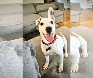 Dogo Argentino-Unknown Mix Dogs for adoption in Rockaway, NJ, USA