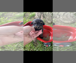 Pomapoo (Toy) Puppy for sale in NILES, MI, USA