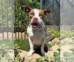 Daisy - Male American Boston Bull Terrier Dog for Adoption - Small photo