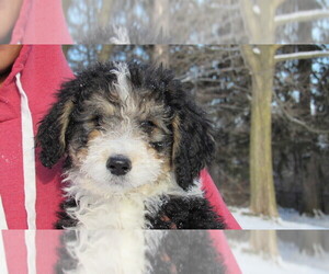 Bernedoodle Puppy for sale in BIG ROCK, IL, USA