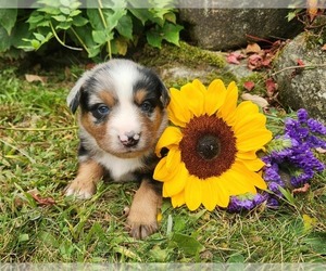 Miniature Australian Shepherd Puppy for sale in SANDOWN, NH, USA