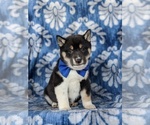 Small Photo #3 Shiba Inu Puppy For Sale in PEACH BOTTOM, PA, USA