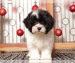 Puppy Tina Shih-Poo