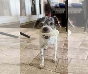 Spotty - Male Mutt Dog for Adoption - Photo #8