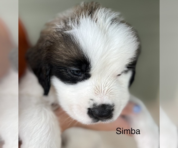 Medium Photo #2 Saint Bernard Puppy For Sale in PAPILLION, NE, USA
