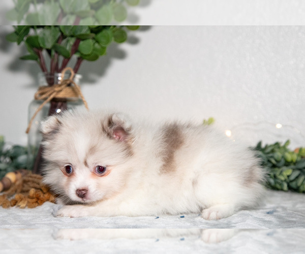 Medium Photo #7 Pomeranian Puppy For Sale in GOSHEN, IN, USA