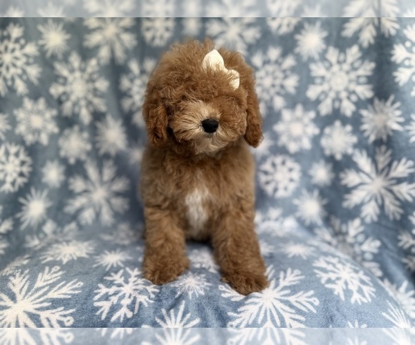 Medium Photo #7 Cock-A-Poo Puppy For Sale in LAKELAND, FL, USA