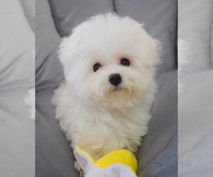 Bichon Frise Puppy for sale in BROOKLYN, NY, USA