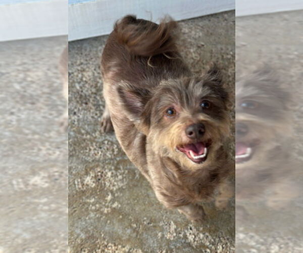 Medium Photo #3 Pekingese-Unknown Mix Puppy For Sale in Oak Bluffs, MA, USA