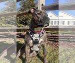 Small #3 American Pit Bull Terrier