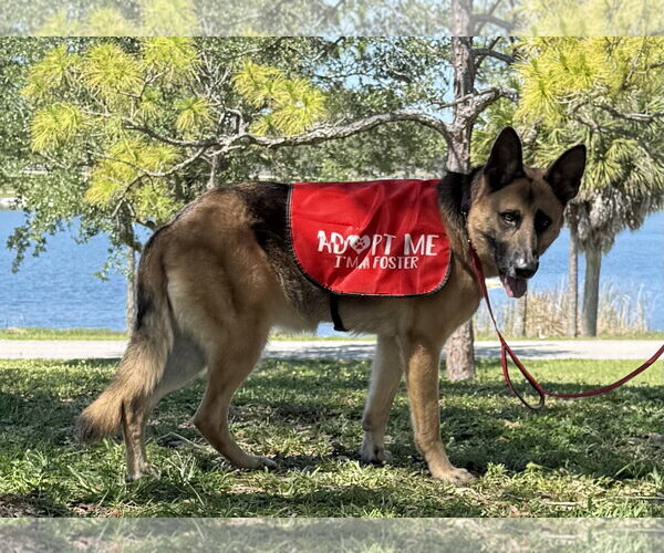 Medium Photo #9 German Shepherd Dog Puppy For Sale in Lighthouse Point, FL, USA
