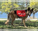 Small #8 German Shepherd Dog