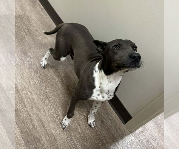 Medium Photo #3 Mutt Puppy For Sale in Rockaway, NJ, USA