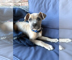Brooks - Male Boxer-Unknown Mix Dog for Adoption - Photo #4