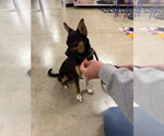 Small #1 Chihuahua Mix