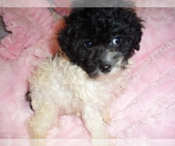 Medium Photo #3 Poodle (Toy) Puppy For Sale in JACKSON, MS, USA