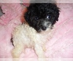 Small #2 Poodle (Toy)
